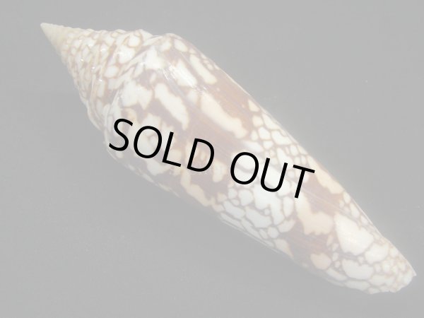 画像2: インドハデミナシ 美品 (2)