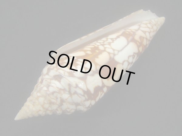 画像3: インドハデミナシ 美品 (3)