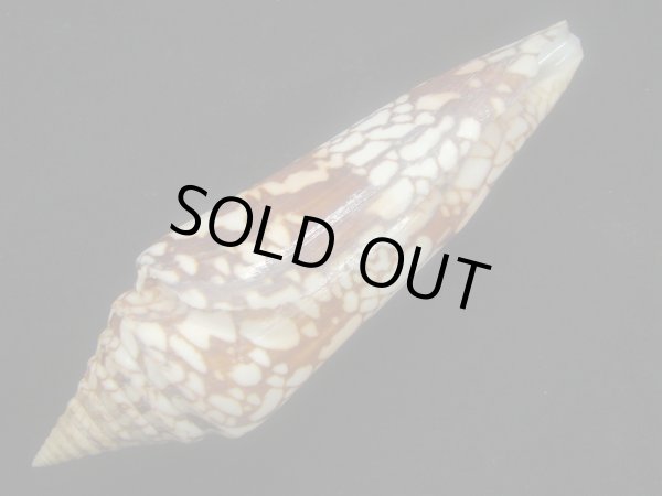 画像4: インドハデミナシ 美品 (4)