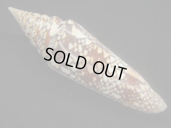 画像2: インドハデミナシ 大 (2)