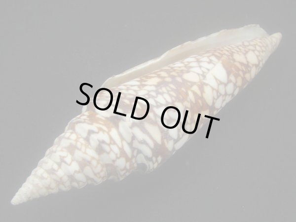 画像3: インドハデミナシ 大 (3)