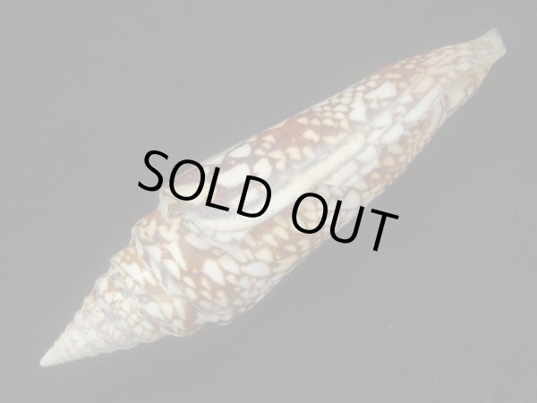 画像4: インドハデミナシ 大 (4)