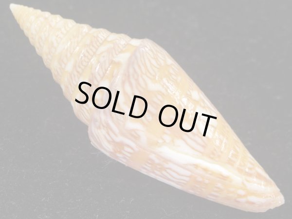 画像2: ナカヤスイモ　大　老成 (2)