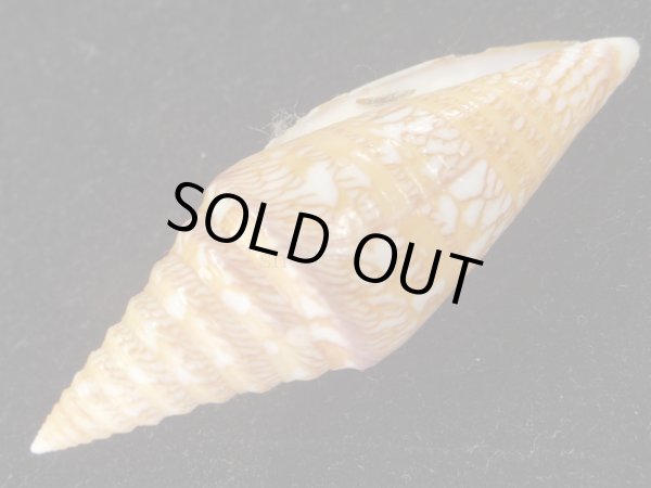 画像3: ナカヤスイモ　大　老成 (3)