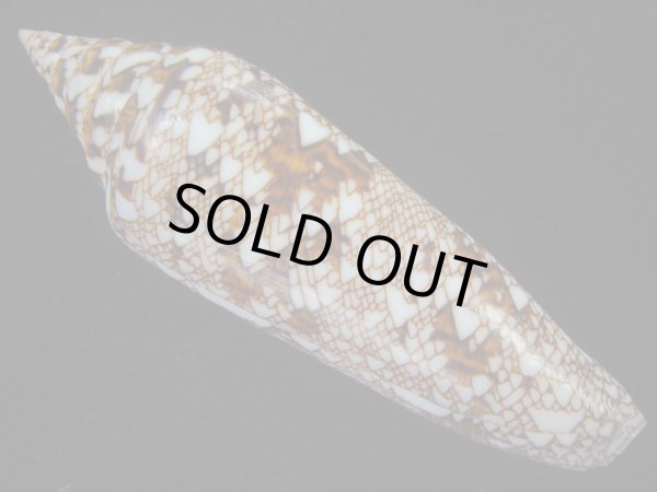 画像2: ベンガルイモ(Conus bengalensis) 美品 (2)