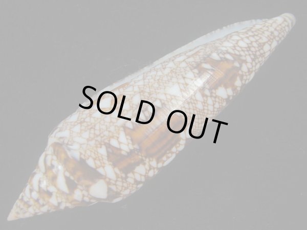 画像3: ベンガルイモ(Conus bengalensis) 美品 (3)