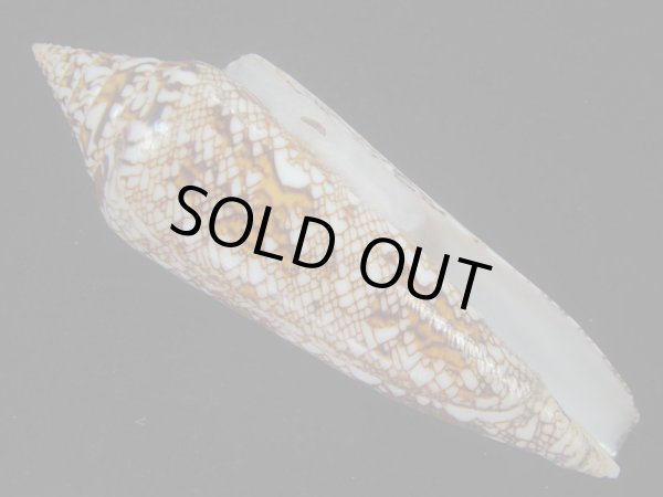 画像1: ベンガルイモ(Conus bengalensis) 美品 (1)