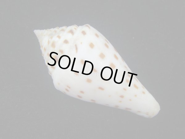 画像2: コブットウイモ　美品 (2)