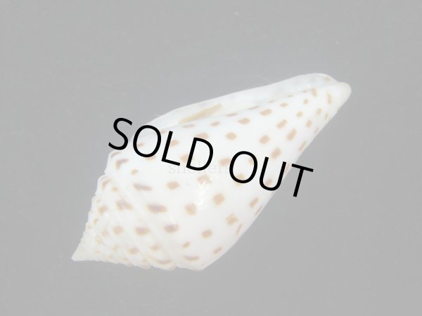 画像3: コブットウイモ　美品 (3)