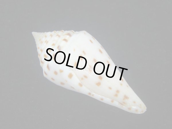 画像4: コブットウイモ　美品 (4)