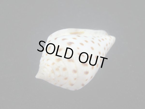 画像5: コブットウイモ　美品 (5)