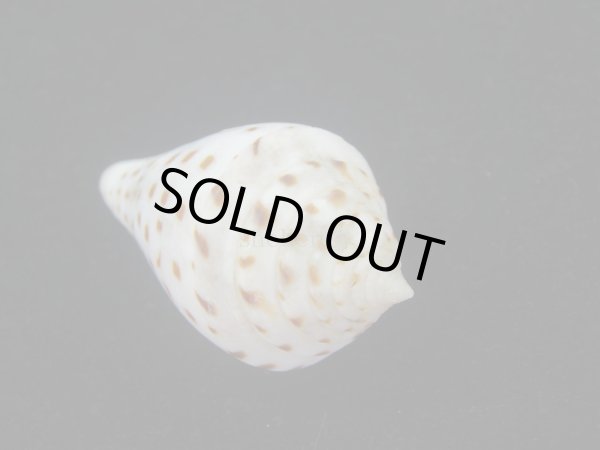 画像6: コブットウイモ　美品 (6)