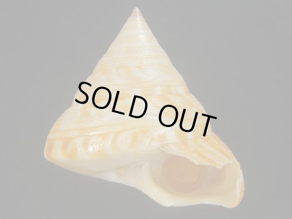 画像1: コシダカオキナエビス　特老成　高知県産 (1)