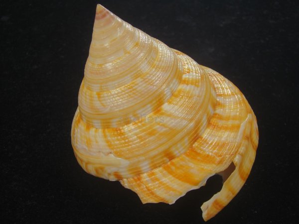 コシダカオキナエビス 特老成 高知県産 - Kaiショップ