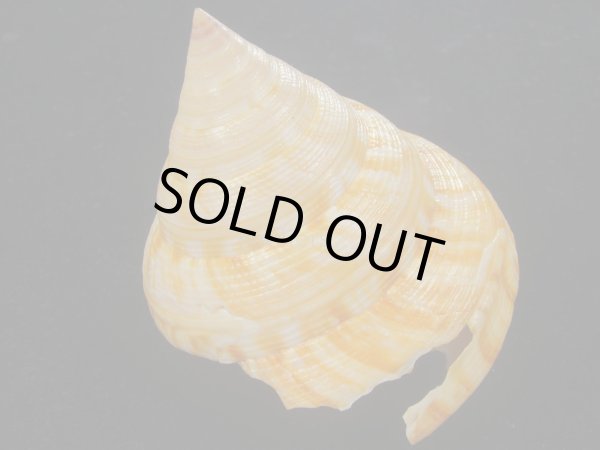 画像2: コシダカオキナエビス　特老成　高知県産 (2)