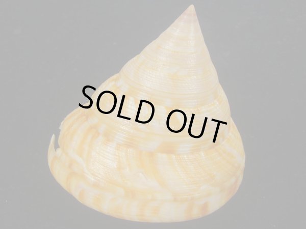 画像3: コシダカオキナエビス　特老成　高知県産 (3)