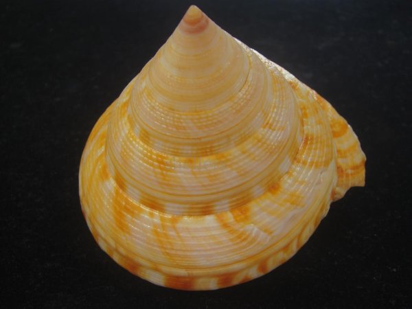 画像4: コシダカオキナエビス　特老成　高知県産 (4)