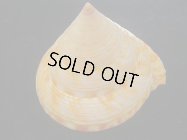 画像4: コシダカオキナエビス　特老成　高知県産 (4)