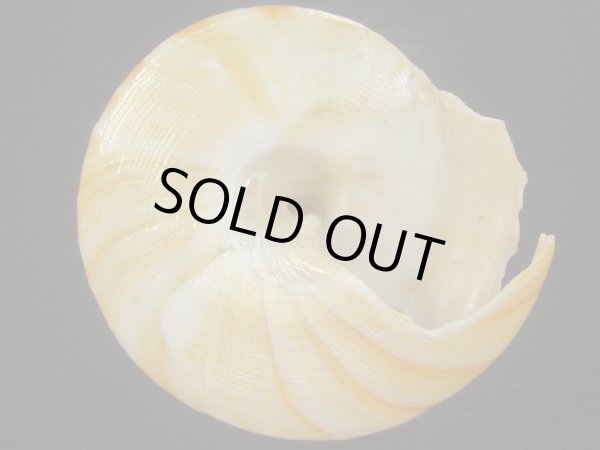 画像5: コシダカオキナエビス　特老成　高知県産 (5)