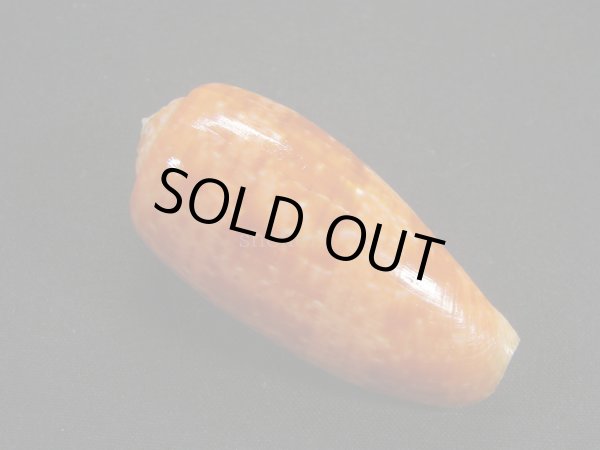 画像2: ナツメイモ 濃色 (2)