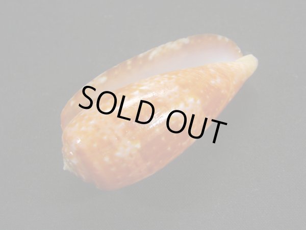 画像3: ナツメイモ 濃色 (3)