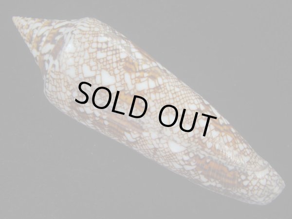 画像2: ベンガルイモ(Conus bengalensis) 美品 (2)