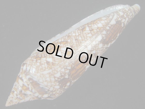 画像3: ベンガルイモ(Conus bengalensis) 美品 (3)