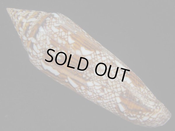 画像2: ベンガルイモ(Conus bengalensis)  (2)