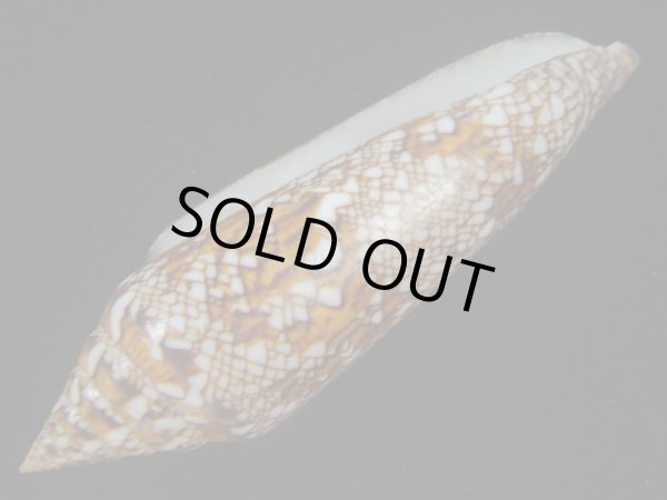 画像3: ベンガルイモ(Conus bengalensis)  (3)