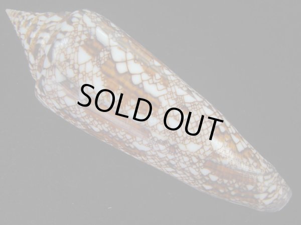 画像2: ベンガルイモ(Conus bengalensis)  (2)