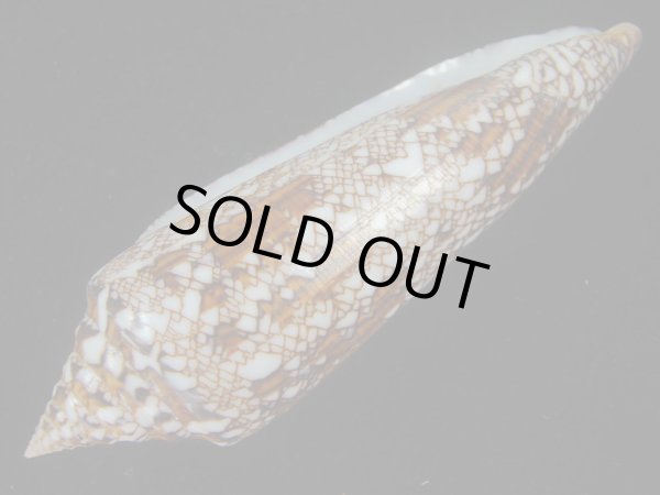 画像3: ベンガルイモ(Conus bengalensis)  (3)