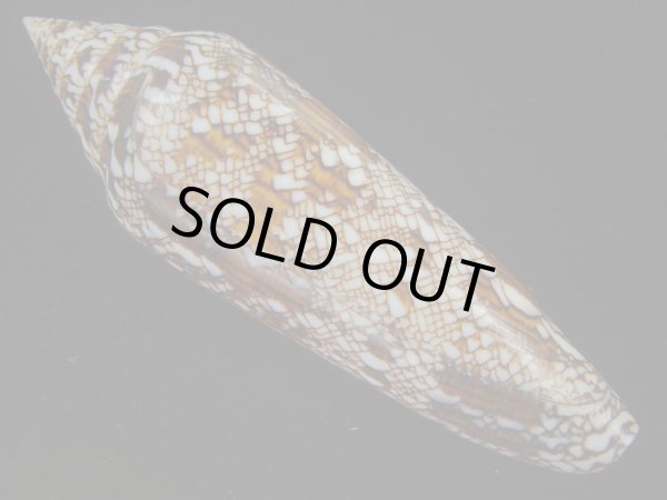 画像2: ベンガルイモ(Conus bengalensis) 大 (2)