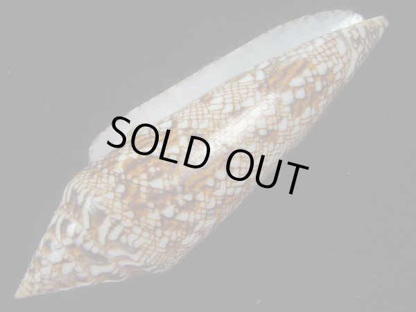 画像3: ベンガルイモ(Conus bengalensis) 大 (3)