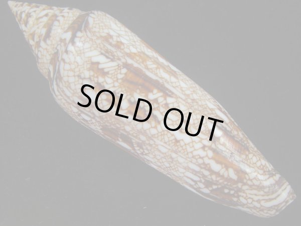画像2: ベンガルイモ(Conus bengalensis) 131ｍｍ　特大　老成 (2)