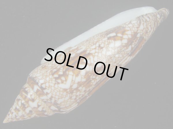 画像3: ベンガルイモ(Conus bengalensis) 131ｍｍ　特大　老成 (3)