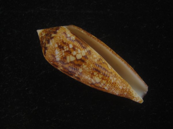 画像1: コガネイモ(Conus aureus) 美品　西表島産 (1)