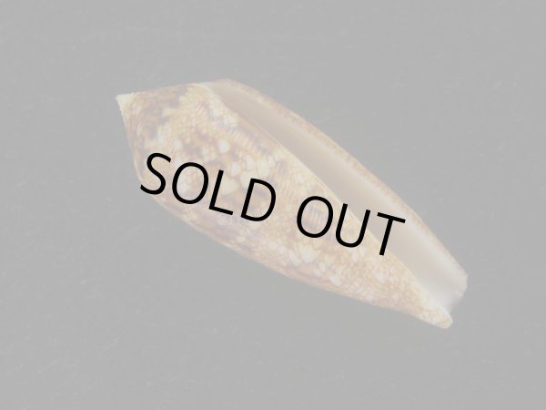 画像1: コガネイモ(Conus aureus) 美品　西表島産 (1)