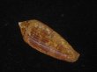 画像2: コガネイモ(Conus aureus) 美品　西表島産 (2)