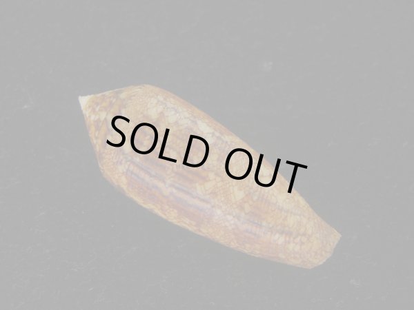 画像2: コガネイモ(Conus aureus) 美品　西表島産 (2)