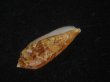 画像3: コガネイモ(Conus aureus) 美品　西表島産 (3)