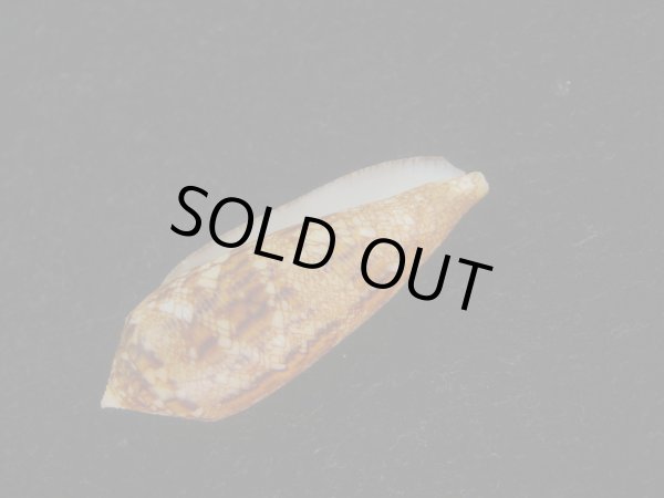 画像3: コガネイモ(Conus aureus) 美品　西表島産 (3)