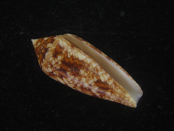 画像1: コガネイモ(Conus aureus) 美品　西表島産 (1)