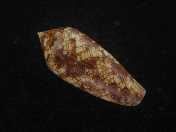 画像2: コガネイモ(Conus aureus) 美品　西表島産 (2)
