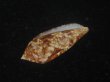 画像3: コガネイモ(Conus aureus) 美品　西表島産 (3)