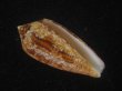 画像1: コガネイモ(Conus aureus) 美品　西表島産 (1)