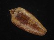 画像2: コガネイモ(Conus aureus) 美品　西表島産 (2)