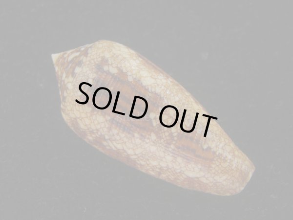 画像2: コガネイモ(Conus aureus) 美品　西表島産 (2)