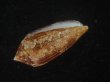 画像3: コガネイモ(Conus aureus) 美品　西表島産 (3)