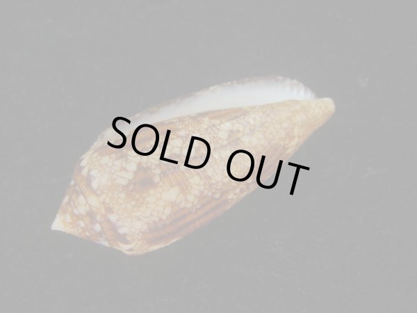 画像3: コガネイモ(Conus aureus) 美品　西表島産 (3)