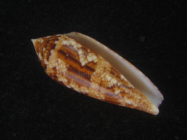 画像1: コガネイモ(Conus aureus) 美品　西表島産 (1)